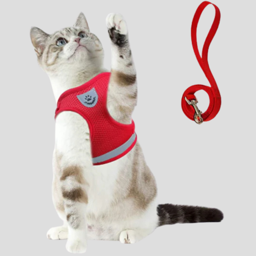 Kattenharnas met riem